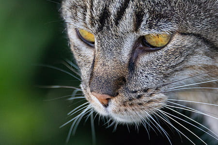 Gray Tabby Cat thumbnail
