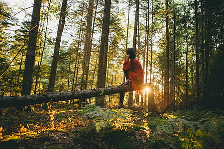 person sitting on log inside a forest thumbnail