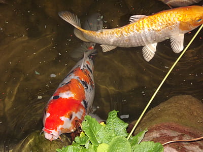 koi fish on body of water thumbnail