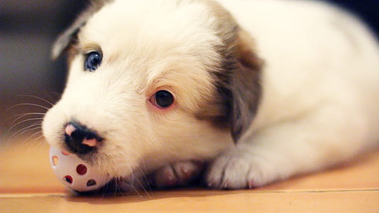 animal, dog, pet, cute thumbnail