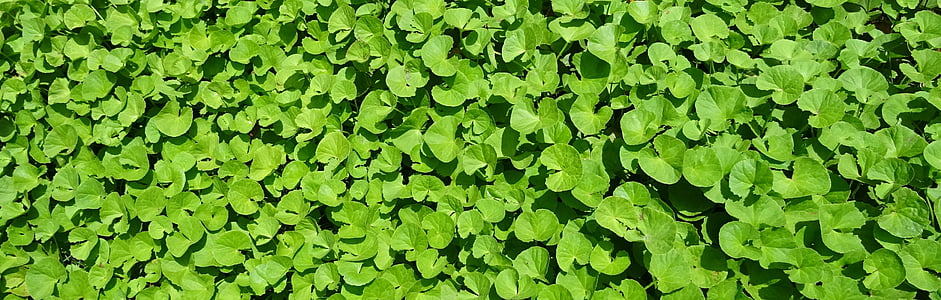 green water lettuce thumbnail