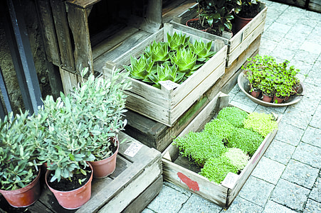 green leaf plants and brown wooden crate pallets thumbnail