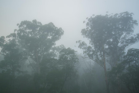 forest with fog during daytime thumbnail