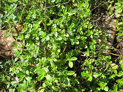 Thymus Pulegioides, Broad-Leaved Thyme thumbnail