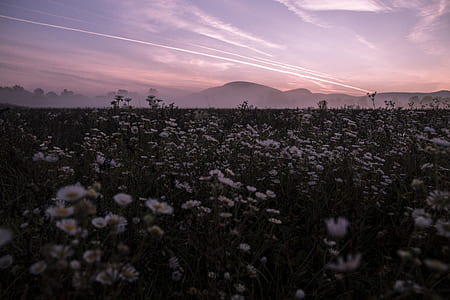 white flower garden thumbnail