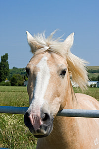brown horse thumbnail