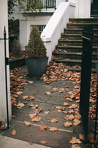 Green Plant in Gray Pot Beside Stair and White House thumbnail