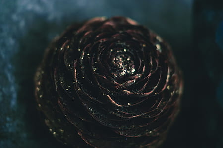 Shallow Focus Photography of Pine Cone thumbnail