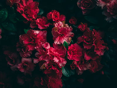 red flowers thumbnail