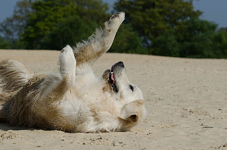 light golden retriever lying on ground near tall tree at daytime thumbnail