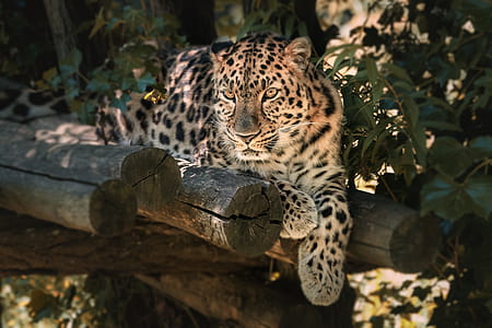 leopard lying on board thumbnail