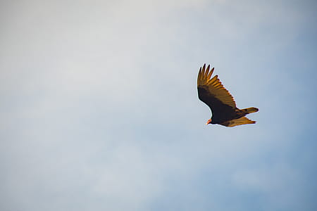 Black and Yellow Bird Flying thumbnail