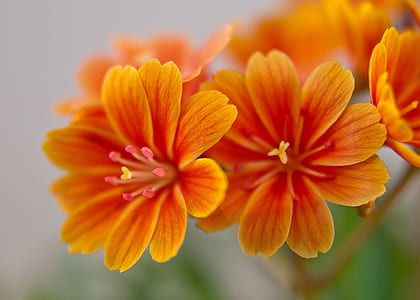 orange petaled flower thumbnail