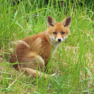 red fox sitting surrounded by green grass during daytime thumbnail