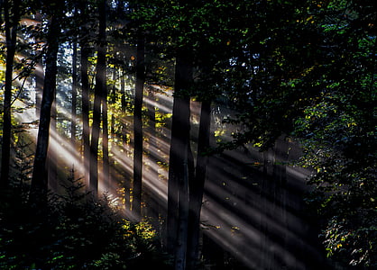 landscape photography of trees thumbnail
