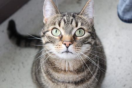 brown tabby cat thumbnail