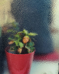 green leafed plant thumbnail