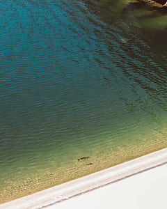 fish on beach painting thumbnail