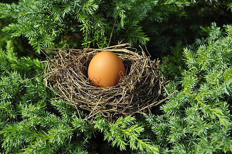 brown egg on nest thumbnail