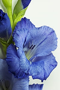 close up photo of blue petaled flowers thumbnail