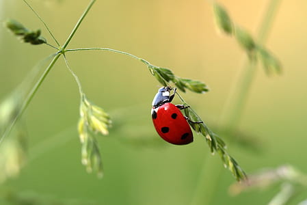 red ladybug on green leaf plant in closeup photo thumbnail