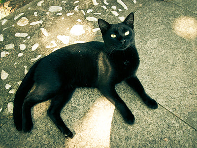 Cat, Black thumbnail