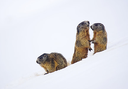three Beaver stands on glacier mountain at daytime thumbnail
