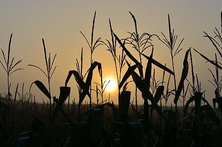 silhouette of grass during golden hour thumbnail