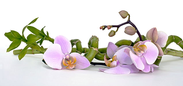 purple orchid flower and lucky bamboo plant thumbnail