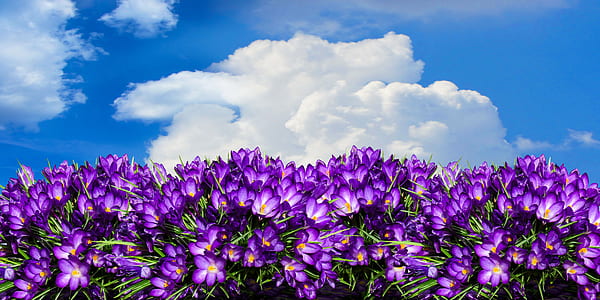 bloomed purple petaled flower field during daytime thumbnail