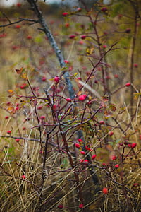 shrub, plant, depth of field, berry thumbnail
