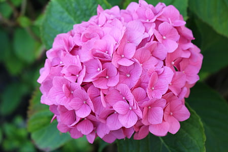 close-up photo of pink petaled flower thumbnail