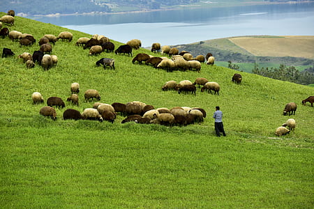 group of sheep in green lawn thumbnail