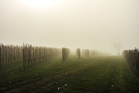 fogs surrounding tree branches at day thumbnail