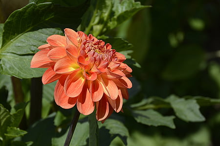 orange-and-yellow petaled flower thumbnail