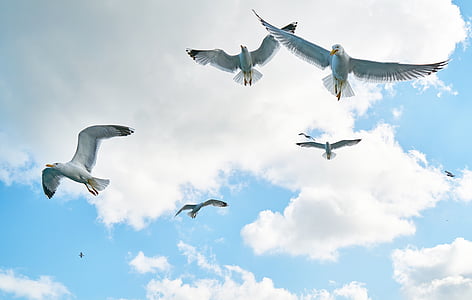 white birds thumbnail