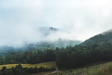 green forest surrounded by fog thumbnail