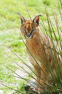 photography of orange cat near green grass during daytime thumbnail