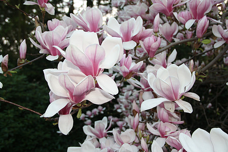 pink flowers thumbnail