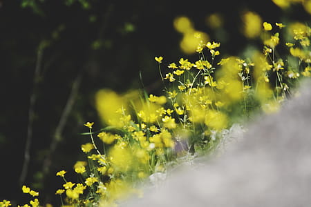 Yellow Flowers in Tilt Shift Lens Photography thumbnail