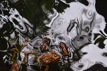 shallow focus photography of brown frog on body of water thumbnail