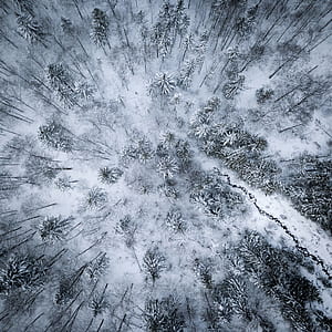 top view of trees on tundra thumbnail