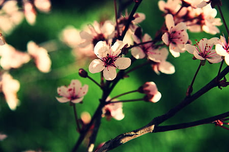 white-and-pink petaled flower in selective focus photography thumbnail