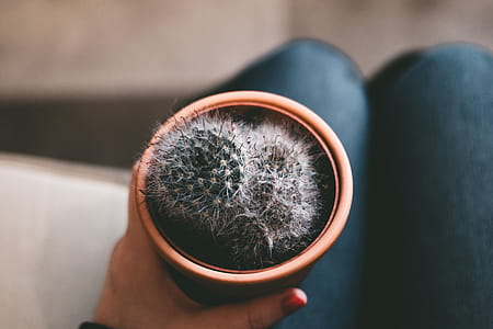 Brown Potted Cactus thumbnail