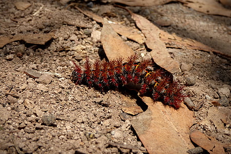 red and black moth caterpillar on dried leaf thumbnail