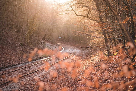 railroad between trees during daytime thumbnail