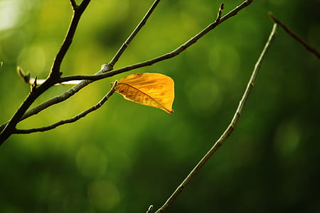 dried leaf thumbnail