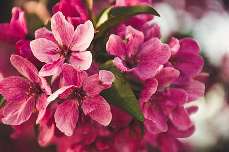 Selective Focus Photography of Pink Flowers thumbnail