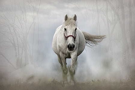 white horse running with fog at daytime thumbnail
