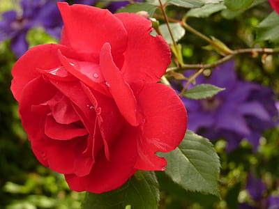 close up photography red rose thumbnail